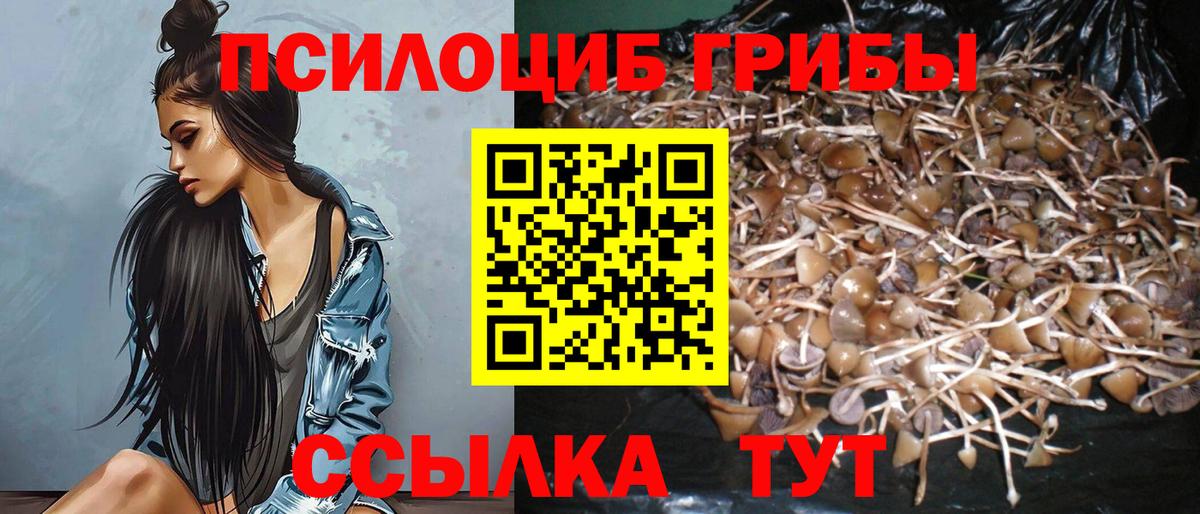 Губкинский  Псилоцибиновые грибы Psilocybine cubensis  Вход с VPN  Псилоцибиновые грибы прущие грибы 
